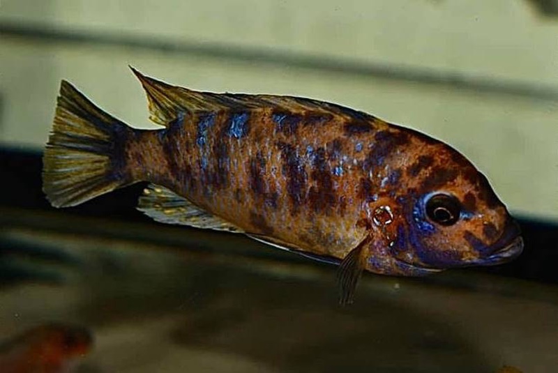 Maylandia xanstomachus 'Maleri Island'